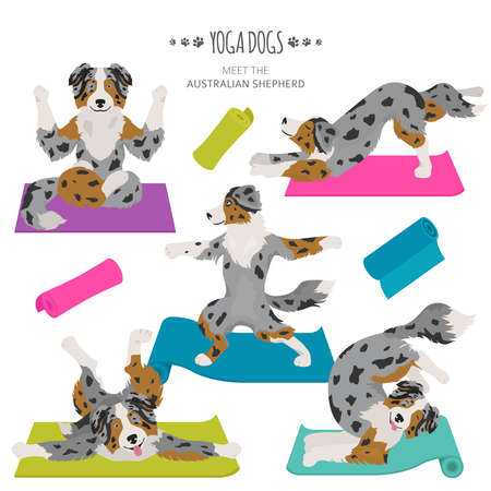 Yoga dogs poses and exercises. Australian shepherd clipart. Vector illustrationのイラスト素材