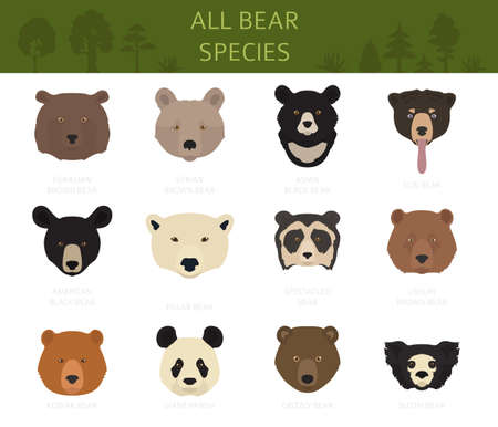 All world bear species in one set. Bears collection. Vector illustrationのイラスト素材