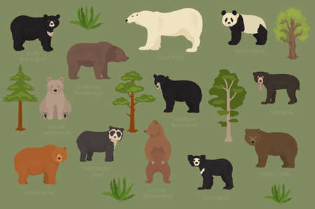 All world bear species in one set. Bears collection. Vector illustrationのイラスト素材