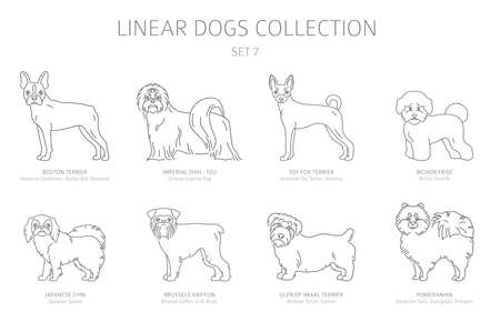 ビションフリーゼの写真 イラスト素材一覧 2 248件 ストックフォトのamanaimages Plus