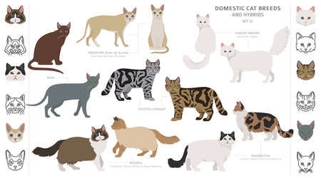 Domestic cat breeds and hybrids collection isolated on white. Flat style set. Different color and country of origin. Vector illustrationのイラスト素材