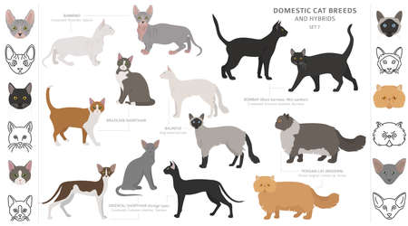 brazilian shorthair
