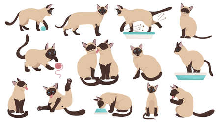 Cartoon cat characters collection. Different cat`s poses, yoga and emotions set. Flat color simple style design. Siamese colorpoint cats. Vector illustrationのイラスト素材