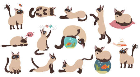 Cartoon cat characters collection. Different cat`s poses, yoga and emotions set. Flat color simple style design. Siamese colorpoint cats. Vector illustrationのイラスト素材