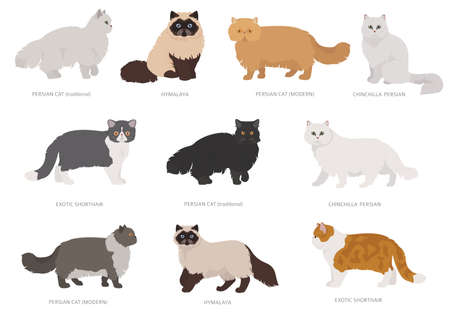 Persian longhaired type cats. Domestic cat breeds and hybrids collection isolated on white. Flat style set. Vector illustrationのイラスト素材