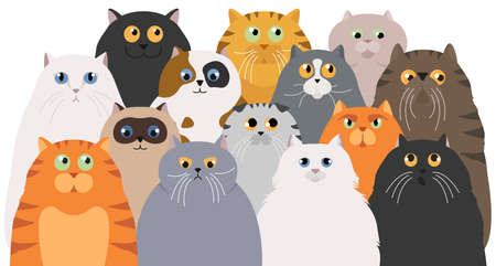 Cat poster. Cartoon cat characters collection. Different cat`s poses and emotions set. Flat color...