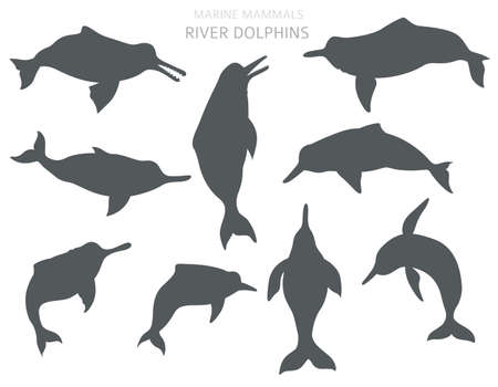 River dolphins set. Marine mammals collection. Cartoon flat style design. Vector illustrationのイラスト素材