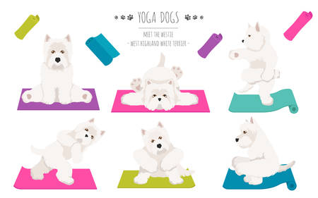 Yoga dogs poses and exercises poster design. West Highland White Terrier clipart. Vector illustrationのイラスト素材
