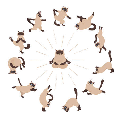 Cats yoga. Siamese cats. Different yoga poses and exercises. Vector illustrationのイラスト素材