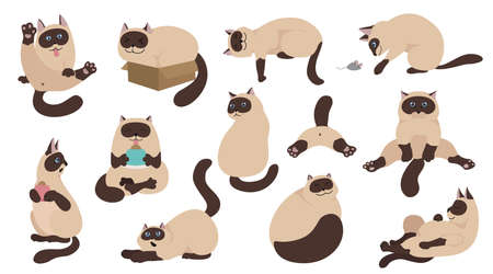 Cartoon cat characters collection. Different cat`s poses, yoga and emotions set. Flat color simple style design. Siamese colorpoint cats. Vector illustrationのイラスト素材