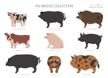 Pig breeds collection 5. Farm animals set. Flat design. Vector illustrationのイラスト素材