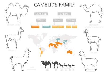 Camelids family collection. Camels and llama infographic design. Vector illustrationのイラスト素材
