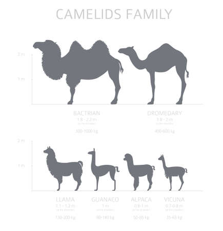 Camelids family collection. Camels and llama infographic design. Vector illustrationのイラスト素材