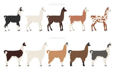 Camelids family collection. Llama graphic design. Vector illustrationのイラスト素材