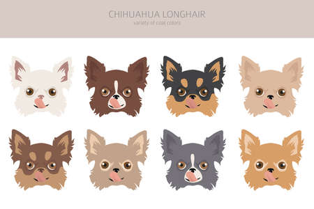 Chihuahua dogs different coat colors. Chihuahuas characters set. Vector illustrationのイラスト素材