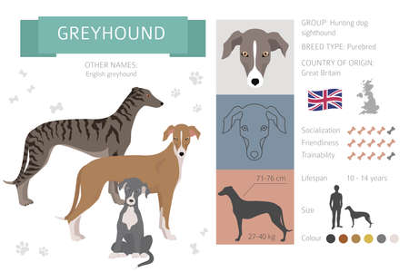 English greyhound dogs in different poses. Greyhounds characters set. Vector illustrationのイラスト素材
