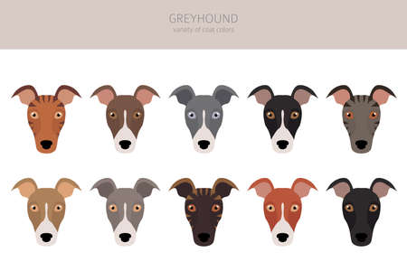 English greyhound dogs different coat colors. Greyhounds characters set. Vector illustrationのイラスト素材