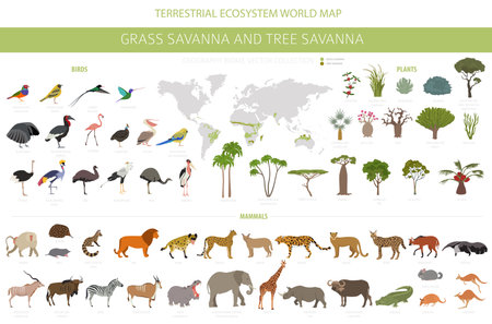 Tree savanna and grass savanna biome, natural region infographic. Woodland and grassland savannah, prarie, pampa. Animals, birds and vegetations ecosystem design set. Vector illustrationのイラスト素材