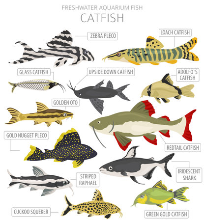 Catfish. Freshwater aquarium fish icon set flat style isolated on white. Vector illustrationのイラスト素材