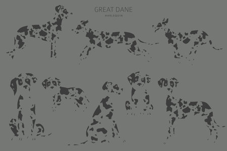 Great dane dogs in different poses. Adult and great dane puppy set. Vector illustrationのイラスト素材