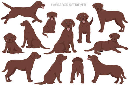 Labrador retriever dogs in different poses and coat colors. Adult and puppy dogs. Vector illustrationのイラスト素材