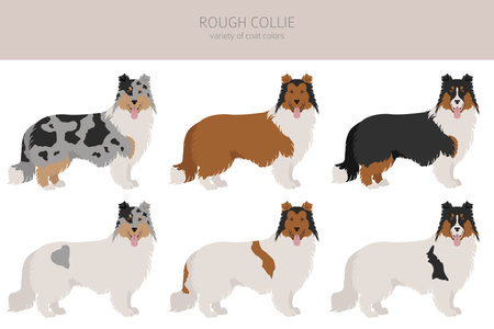 Rough collie clipart. Different poses, coat colors set. Vector illustrationのイラスト素材