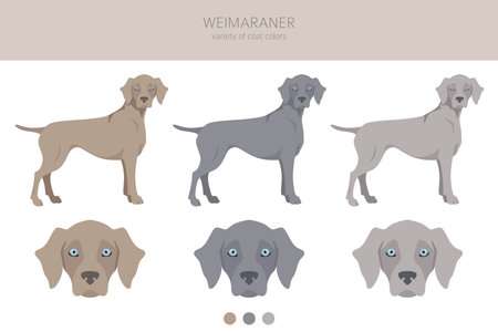 Weimaraner poses, coat colors set. Vector illustrationのイラスト素材