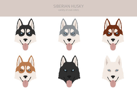 Siberian husky poses, coat colors set. Vector illustrationのイラスト素材