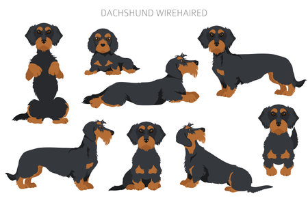 Dachshund wire haired clipart. Different poses, coat colors set. Vector illustrationのイラスト素材