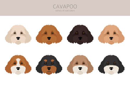 Cavapoo mix breed clipart. Different poses, coat colors set. Vector illustration