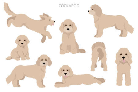 Cockapoo mix breed clipart. Different poses, coat colors set. Vector illustration