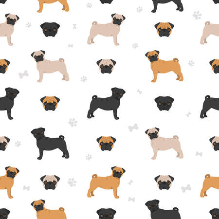 黒パグの写真 イラスト素材一覧 7 128件 ストックフォトのamanaimages Plus