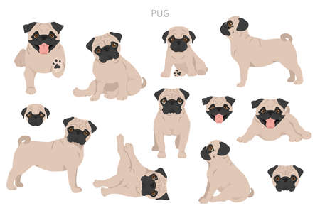 Pug clipart. Different poses, coat colors set. Vector illustrationのイラスト素材