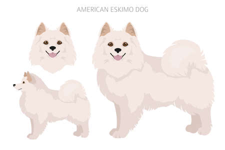 American eskimo dog all colors clipart. Different coat colors set. Vector illustrationのイラスト素材