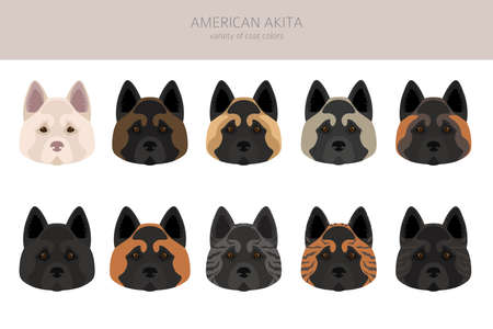 American akita all colors clipart. Different coat colors set. Vector illustrationのイラスト素材
