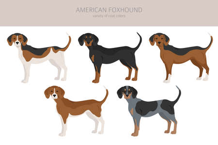 American foxhound all colors clipart. Different coat colors set. Vector illustrationのイラスト素材