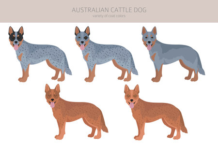 Australian cattle dog all colors clipart. Different coat colors and poses set. Vector illustrationのイラスト素材
