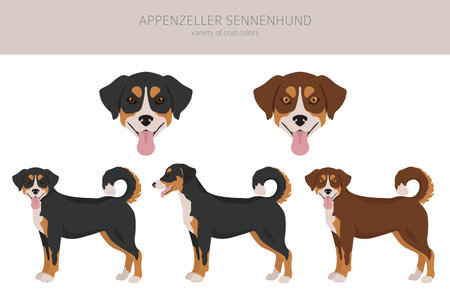 Appenzeller sennenhund all colors clipart. Different coat colors and poses set. Vector illustrationのイラスト素材