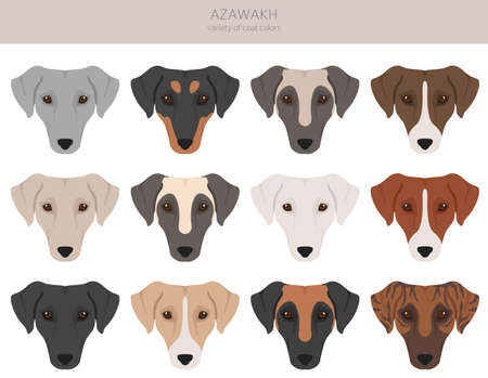 Azawakh all colors clipart. Different coat colors and poses set. Vector illustrationのイラスト素材