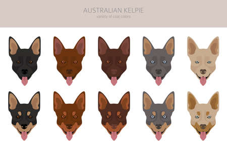 Australian kelpie all colors clipart. Different coat colors and poses set. Vector illustrationのイラスト素材
