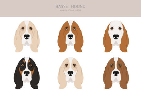 Basset hound clipart. Different coat colors and poses set. Vector illustrationのイラスト素材