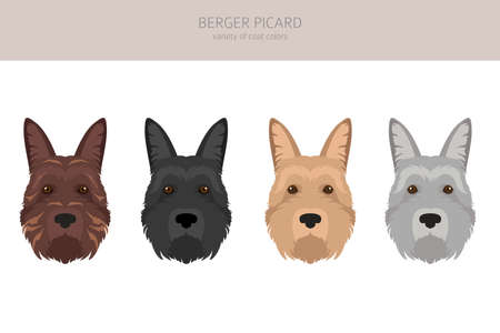Berger picard clipart. Different coat colors and poses set. Vector illustrationのイラスト素材