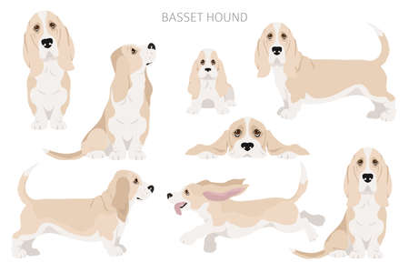 Basset hound clipart. Different coat colors and poses set. Vector illustrationのイラスト素材