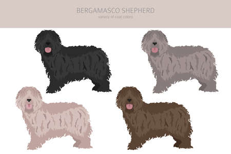Bergamasco shepherd clipart. Different coat colors and poses set. Vector illustrationのイラスト素材