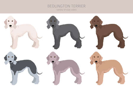 Bedlington terrier clipart. Different coat colors and poses set. Vector illustrationのイラスト素材