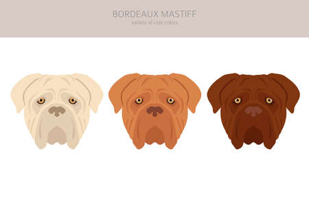 Bordeaux mastiff clipart. Different coat colors and poses set. Vector illustrationのイラスト素材