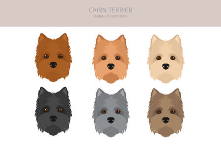 Cairn terrier clipart. Different poses, coat colors set. Vector illustrationのイラスト素材