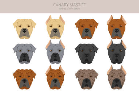 Canary mastiff clipart. Different poses, coat colors set. Vector illustrationのイラスト素材