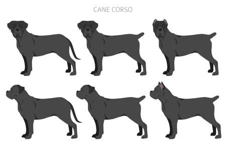 Cane corso clipart. Different poses, coat colors set. Vector illustrationのイラスト素材