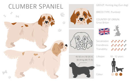 Clumber spaniel clipart. Different poses, coat colors set. Vector illustrationのイラスト素材